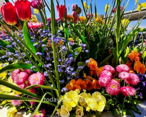 flowers at the bgeinning of our trail Jacob`s-trail-Merlingen