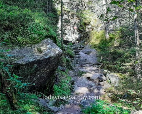 Hiking in Glarus, forest trail