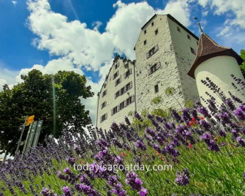 Hiking in Aargau, lavender plants in front of the white castle