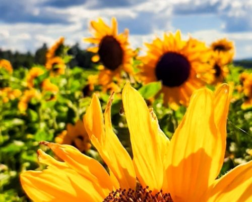 Hiking in Aargau, sunflower field