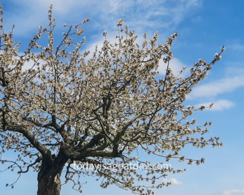 Hiking in canton Aargau,, another blossoming cherry tree