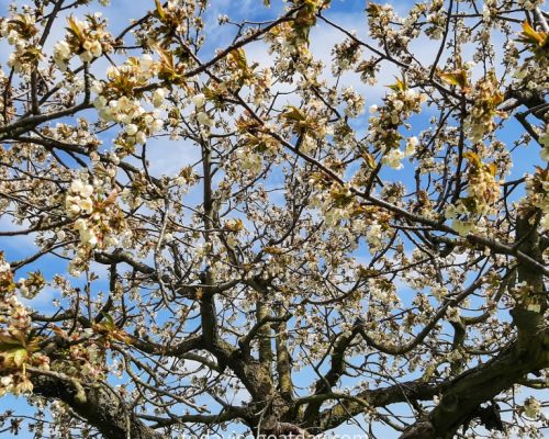 Hiking in canton Aargau,, cherry blossoms