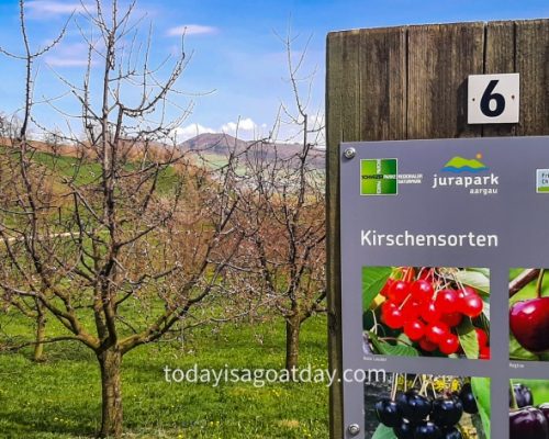 Hiking in canton Aargau,, information board about different cherry kinds