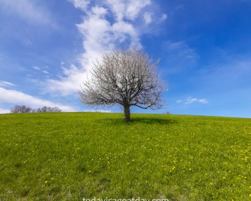 Hiking in canton Aargau,, the perfect cherry tree