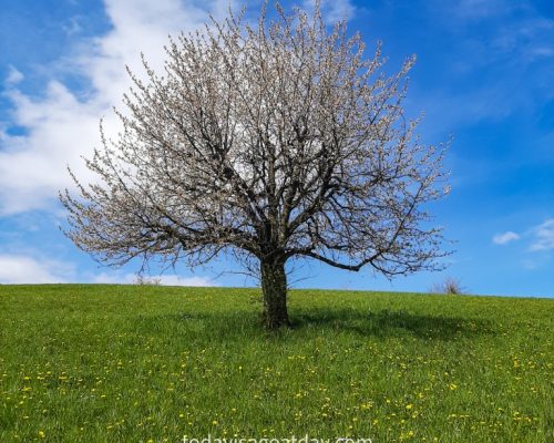 Hiking in canton Aargau,, a blossoming cherry tree