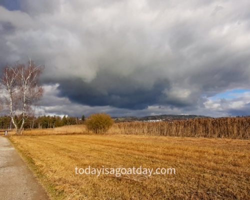 Hiking in canton Zurich, clouddy sky above yellow field at Pfäffikersee