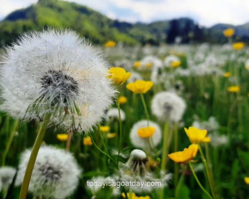 Fischingen walk, Otteneg, green lawn, Dandelions on a beautiful green flower meadow, Walk and Hike in Fischingen