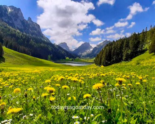 great hike in Appenzell, dandelion flower field close to Sämtisersee, Alpstein