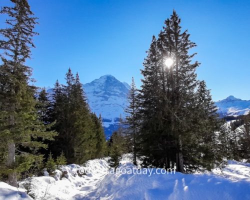 Winter hiking in Grindelwald, sun shining through the trees at Busslap