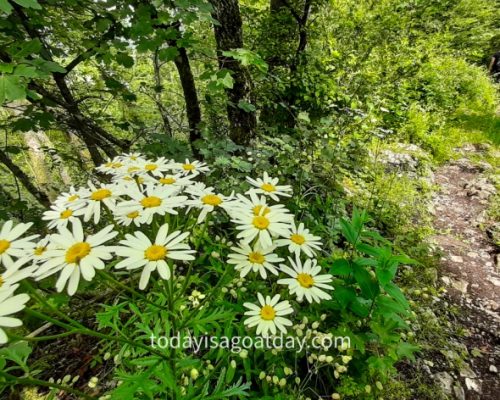 Hiking in Aargau, flowers along the Chestenberg ridge walk