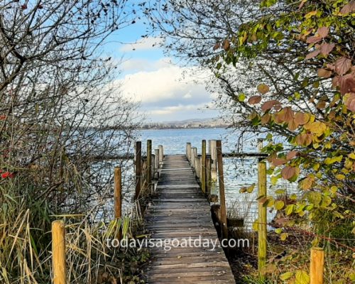 Hiking in canton Zurich, landing stage framed by lake plants