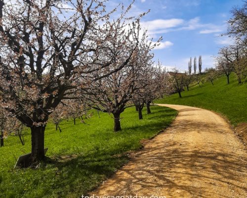 Hiking in canton Aargau, cherry trees along the way