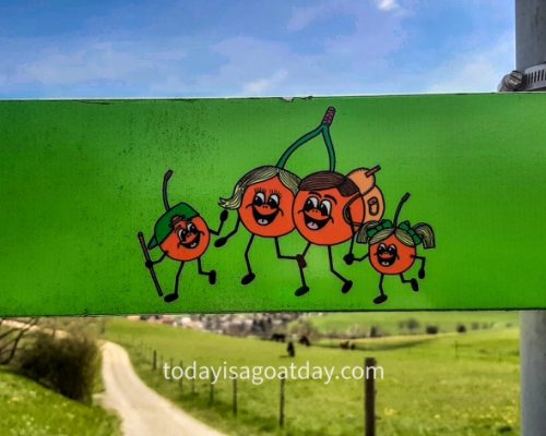 Hiking in canton Aargau, cherry blossom signage