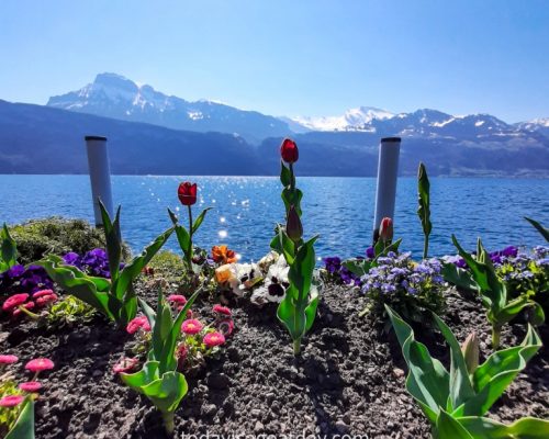 Hiking in canton Schwyz, tulips in front of Lake Lucerne