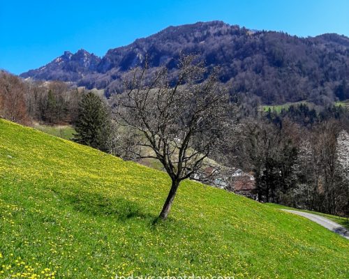 Hiking in canton Schwyz, tree with no leaves on a green lawn