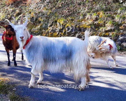 Hiking in canton Schwyz, goats on the street looking at us