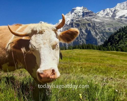 Hiking in the Jungfrau region, cow with closed eyes