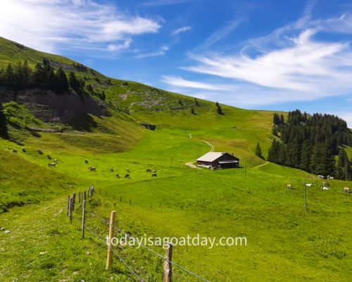 Rigi Hiking Trails, Alphütte on an alpine meadow