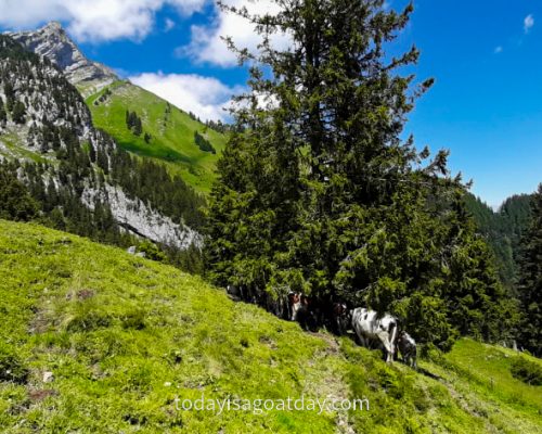 Hiking on Mount Pilatus, a few cows gather under one tree in order to hide from the sun