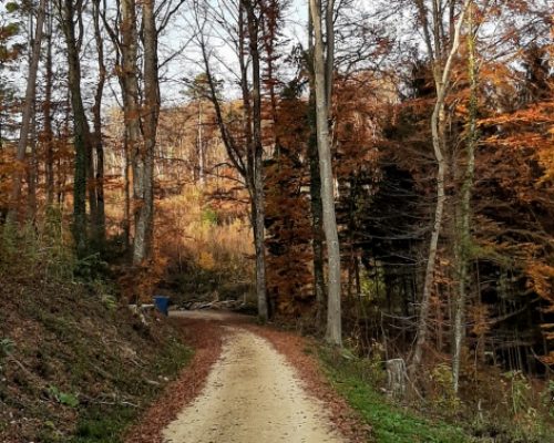 Activity in canton Aargau, scavenger hunt, Villiger forests