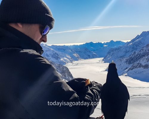 Krisztian feeding bird at the Jungfraujoch overlooking the Aletsch Glacier