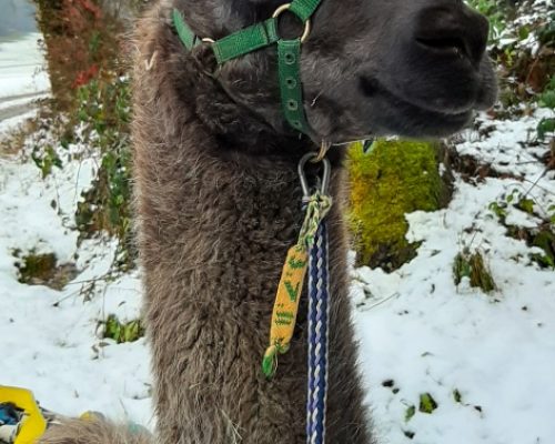 activity in canton Aargau, brown Lama