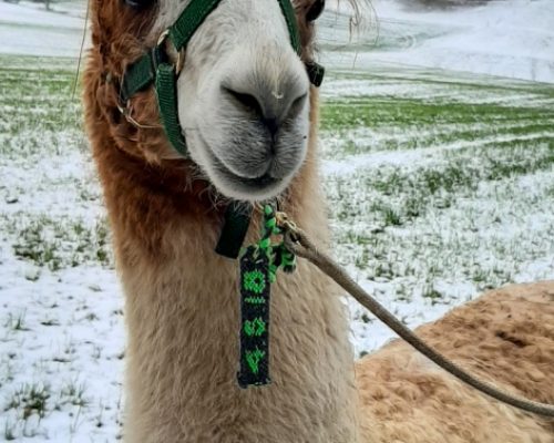 activity in canton Aargau, brown and white Lama