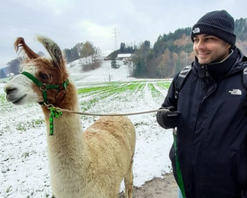 activity in canton Aargau, Krisztian looking at his Lama during the tour srrounded by a snowy landscape