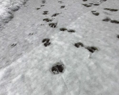 activity in canton Aargau, lama tracks in the snow