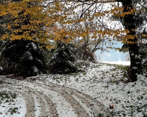 activity in canton Aargau, forest path with light snow cover