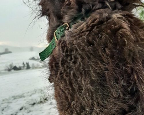 activity in canton Aargau, brown Lama head tunred away