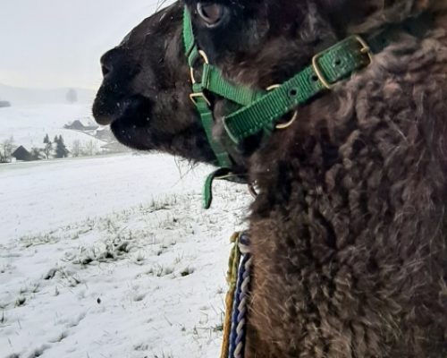 activity in canton Aargau, Lama looking ahead