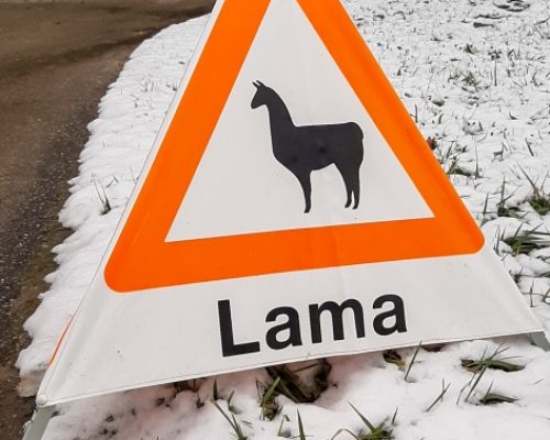 activity in canton Aargau, road sign with a lama