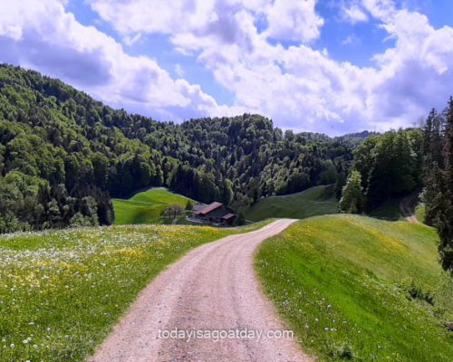 Road in Otteneg leading towards the forest, green lawns and trees landscape