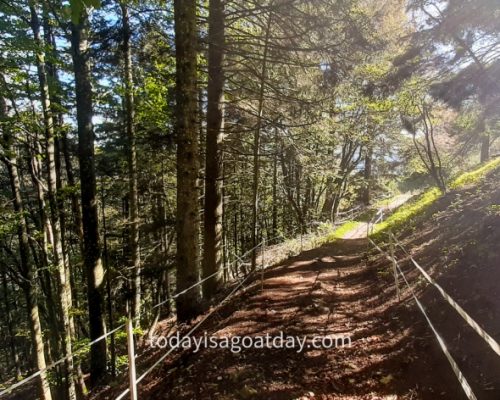 Hike in Olten, path through the forest, light coming the the crowns of the trees