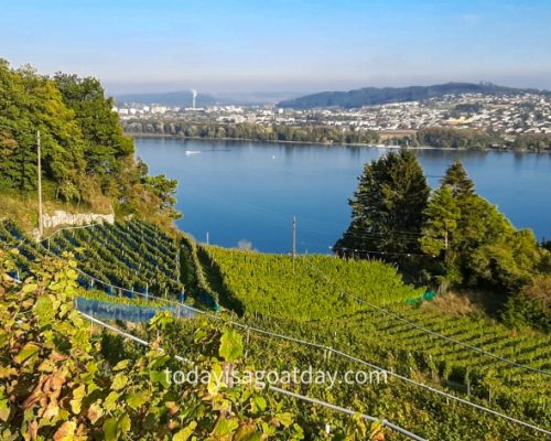 Hiking in Biel, view of the vineards and Lake Biel