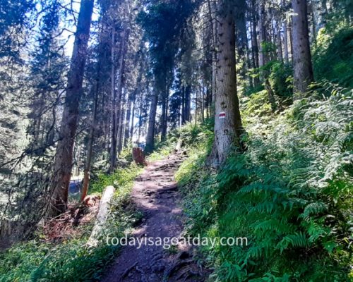 Hiking in the Jungfrau region, path with roots through the forest