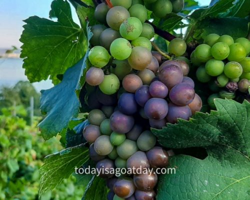 Hiking in Biel, bunch of green and red grapes