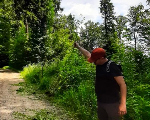 Hiking in Aargau, invasive neophytes plant, man ripping out the plants