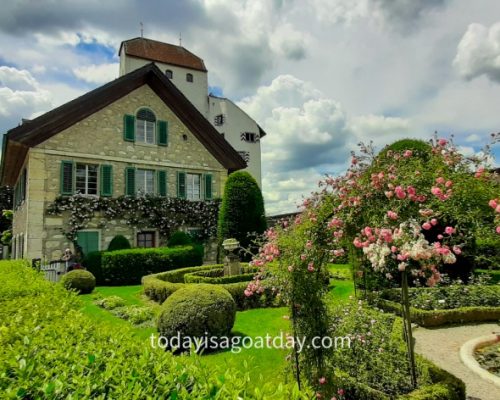 Hiking in Aargau, Wildegg castle rose garden