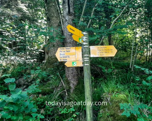 Top Hike in Neuchâtel, yellow signage at the beginning of the forest