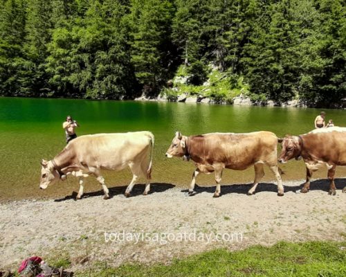 One of the best things to do in Appenzell, cows walking along the Seealpsee shore