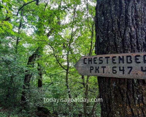 Hiking in Aargau, Chestenberg signage on a tree