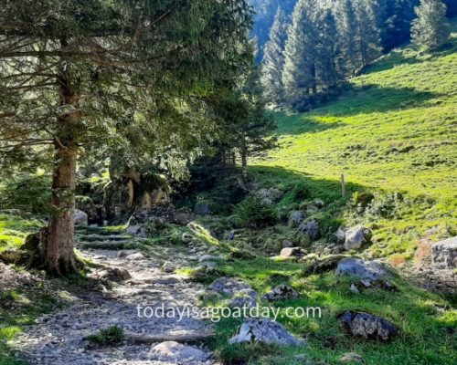 One of the best things to do in Appenzell, path through the forest from Wasserauen