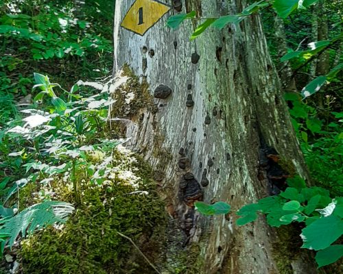 Top Hike in Neuchâtel, the path of 14 bends, number one on a tree