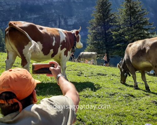 One of the best things to do in Appenzell, Man taking picture of the cow on a law at the Seealpsee shores