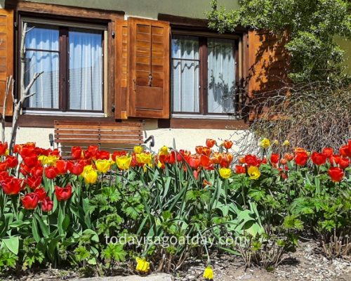 Hiking in canton Aargau,, tulips in the village in fron of a farm house