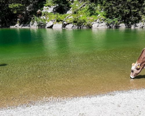 One of the best things to do in Appenzell, two men standing in the Seealpsee watching the cow