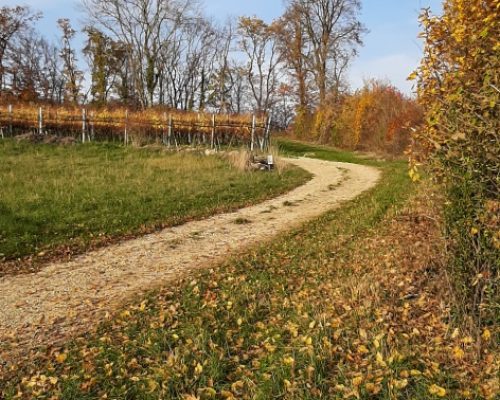 Activity in canton Aargau, vineyards in autumnish colours