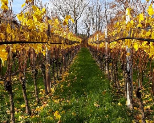 Activity in canton Aargau, yellow vine leaves